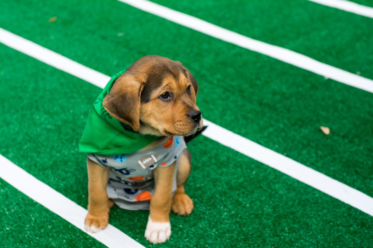 Pup Bowl single in onesie and scarf